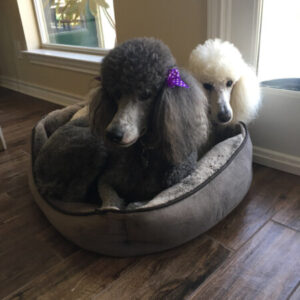 Profile photo of Benji