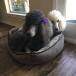 Profile photo of Benji